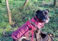 Rehoming plea for rescue dog who hasn’t had one single offer of a home