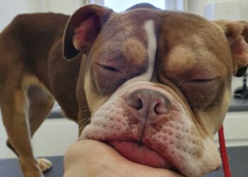 Appeal for information following severe dog abuse