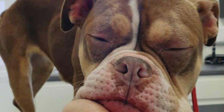 Appeal for information following severe dog abuse