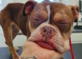 £3,000 reward offered for information on dog abuse