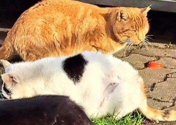 Charity encourages people to get their cats chipped before June