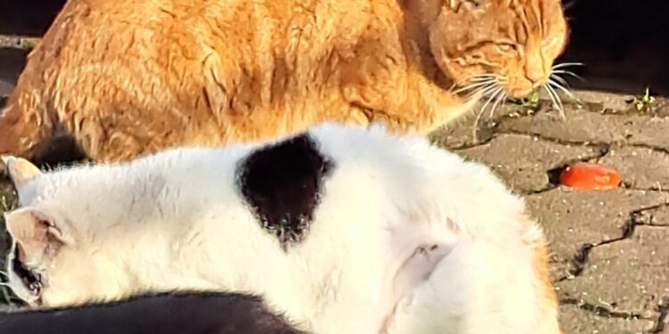 Charity encourages people to get their cats chipped before June