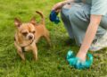 Town council launches campaign against dog mess in Frome