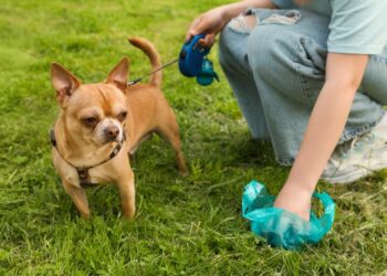 Town council launches campaign against dog mess in Frome