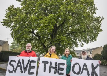 Centuries-old Frome oak tree is saved from felling