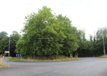 Town council responds to overgrown vegetation  concerns on Frome roads