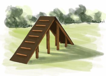 Dog owners  – have your say about new facilities at the Showfield