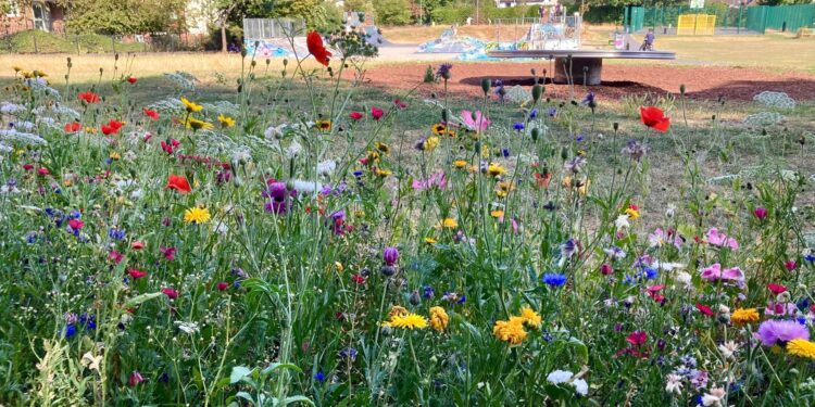Activities on the Mary Baily field and a chance to talk about the space