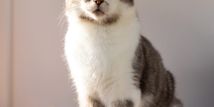 Cat protection charity calls for fosterers and volunteers