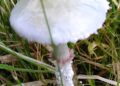 Fungi fun in autumn