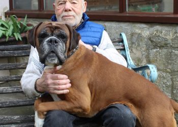Frome man judges boxer breed at Crufts after decades of expertise