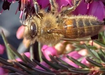 Frome Wild Bunch – Spring is sprung, the grass has riz: I wonder where them birdies, insects, and flowers is?