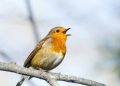 Get up with the lark and experience the dawn chorus