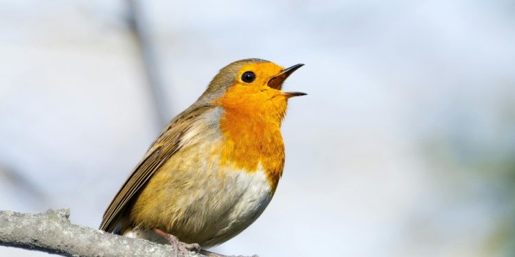 Get up with the lark and experience the dawn chorus