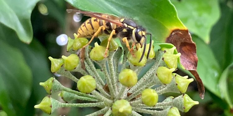 Wild about Frome – What’s the point of wasps?