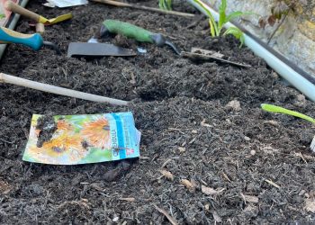 Canteen to dish up home-grown potato salad at Victoria Park pop-up