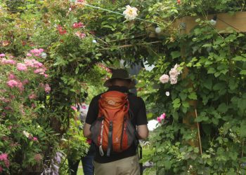 Popular Hidden Gardens of Frome returns next month