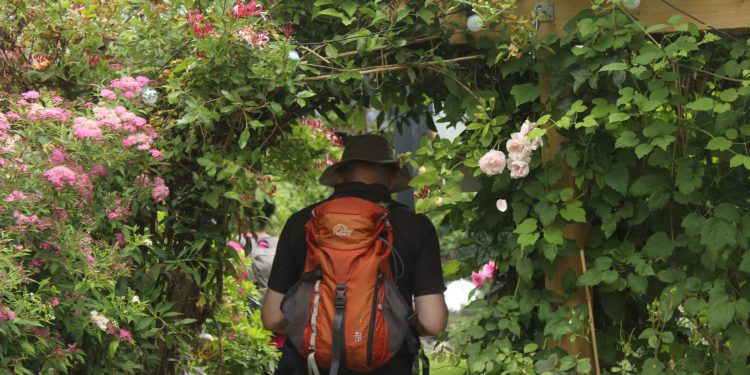 Popular Hidden Gardens of Frome returns next month