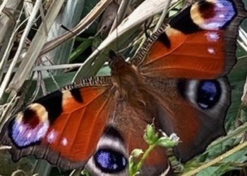 Frome Wild Bunch Column – Actions to help wildlife in the summer