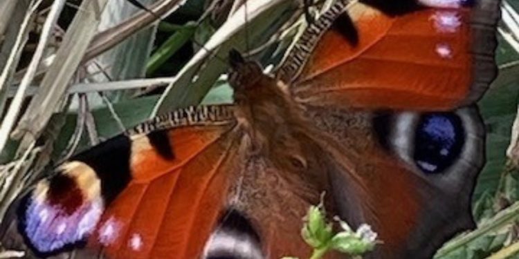 Frome Wild Bunch Column – Actions to help wildlife in the summer