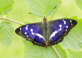 Frome Wild Bunch column – Join the Big Butterfly Count and celebrate a rare butterfly bounce back