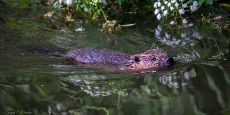 Film screening to explore beaver, rivers and future of our ecosystems
