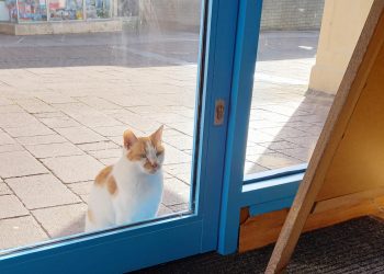 Frome charity shop reopens with visit from Frodo the cat