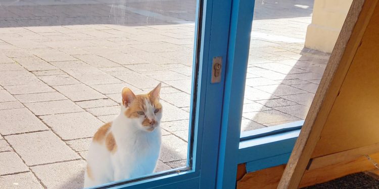 Frome charity shop reopens with visit from Frodo the cat