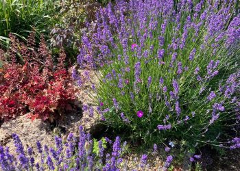 Frome Wild Bunch column – What’s the buzz about herbs