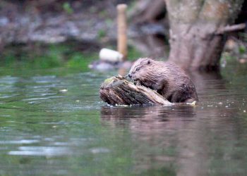 Film screening exploring beavers and our landscapes