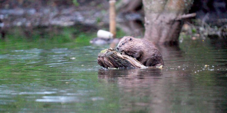 Film screening exploring beavers and our landscapes