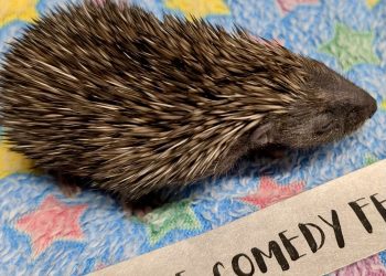 Baby hedgehog recovers backstage at Rode Comedy Festival