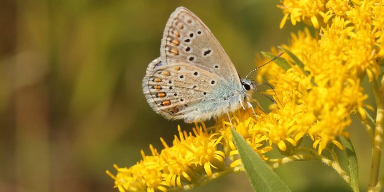 Frome Wild Bunch Column – Protect your pollinators