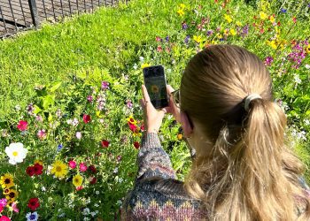 Frome Wild Bunch Column – Be a nature detective!