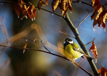 Frome Wild Bunch Column – Leave those seeds!