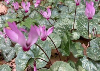 Frome Wild Bunch Column – Reflecting on Summer and welcoming in Autumn