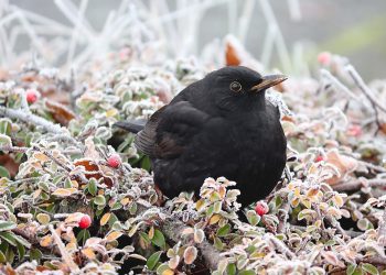 Frome Wild Bunch Column – Round-up of the year