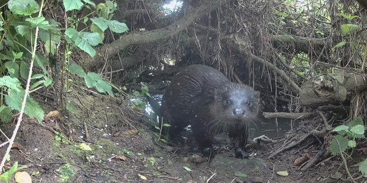 Rare daytime otter sightings reported in Frome
