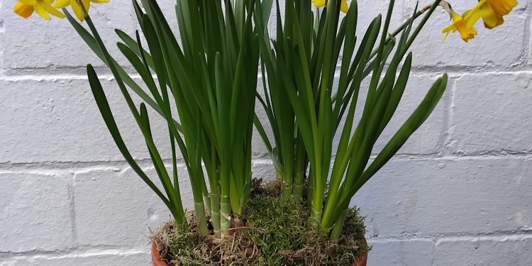 Frome Wild Bunch Column – New Year in the garden