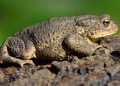 Frome Wild Bunch Column – Amphibians are emerging from hibernation, help keep them safe