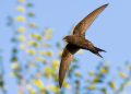 Frome Wild Bunch Column – Spring is finally here bringing beauty and birdsong