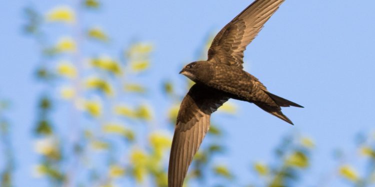 Frome Wild Bunch Column – Spring is finally here bringing beauty and birdsong