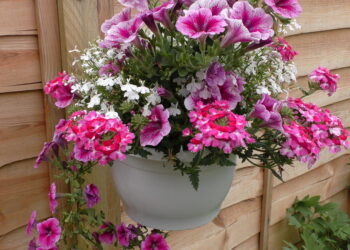 Frome in Bloom opens for entries