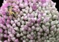 Frome Wild Bunch column: Growing food in a wildlife garden