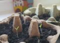 Frome Wild Bunch Column – Get sowing!