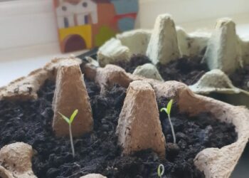 Frome Wild Bunch Column – Get sowing!