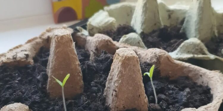 Frome Wild Bunch Column – Get sowing!