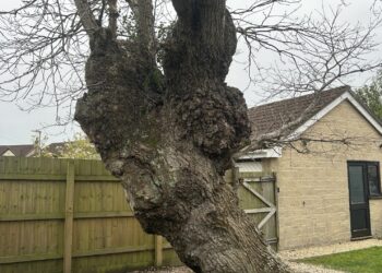 100-year-old Frome oak tree saved from axe despite damage to nearby home