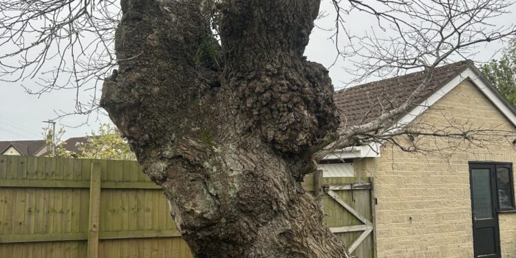 100-year-old Frome oak tree saved from axe despite damage to nearby home