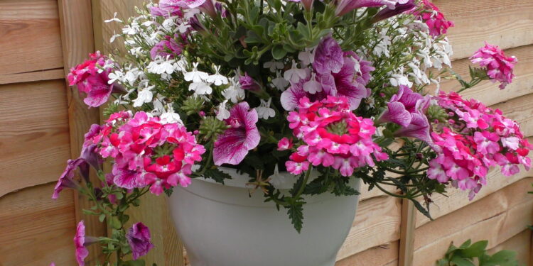 Still time to enter this year’s Frome in Bloom